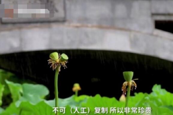怒了！南京玄武湖并蒂蓮被游客摘下是怎么回事？(圖3)