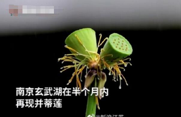 怒了！南京玄武湖并蒂蓮被游客摘下是怎么回事？(圖2)