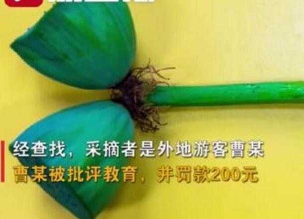 怒了！南京玄武湖并蒂蓮被游客摘下是怎么回事？