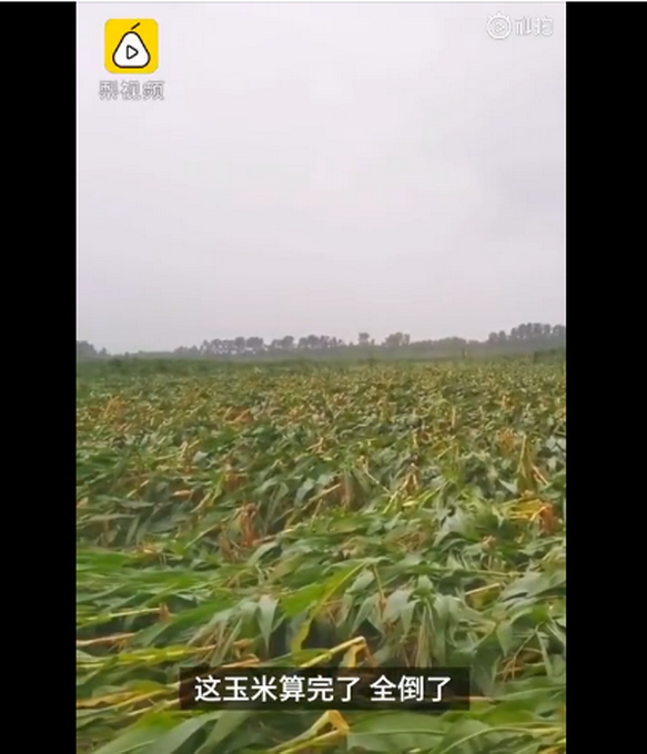 臺(tái)風(fēng)“美莎克”致吉林玉米大面積倒伏，像棉被一樣鋪在地上，減產(chǎn)已成定局