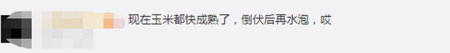 臺(tái)風(fēng)“美莎克”致吉林玉米大面積倒伏，像棉被一樣鋪在地上，減產(chǎn)已成定局(圖3)